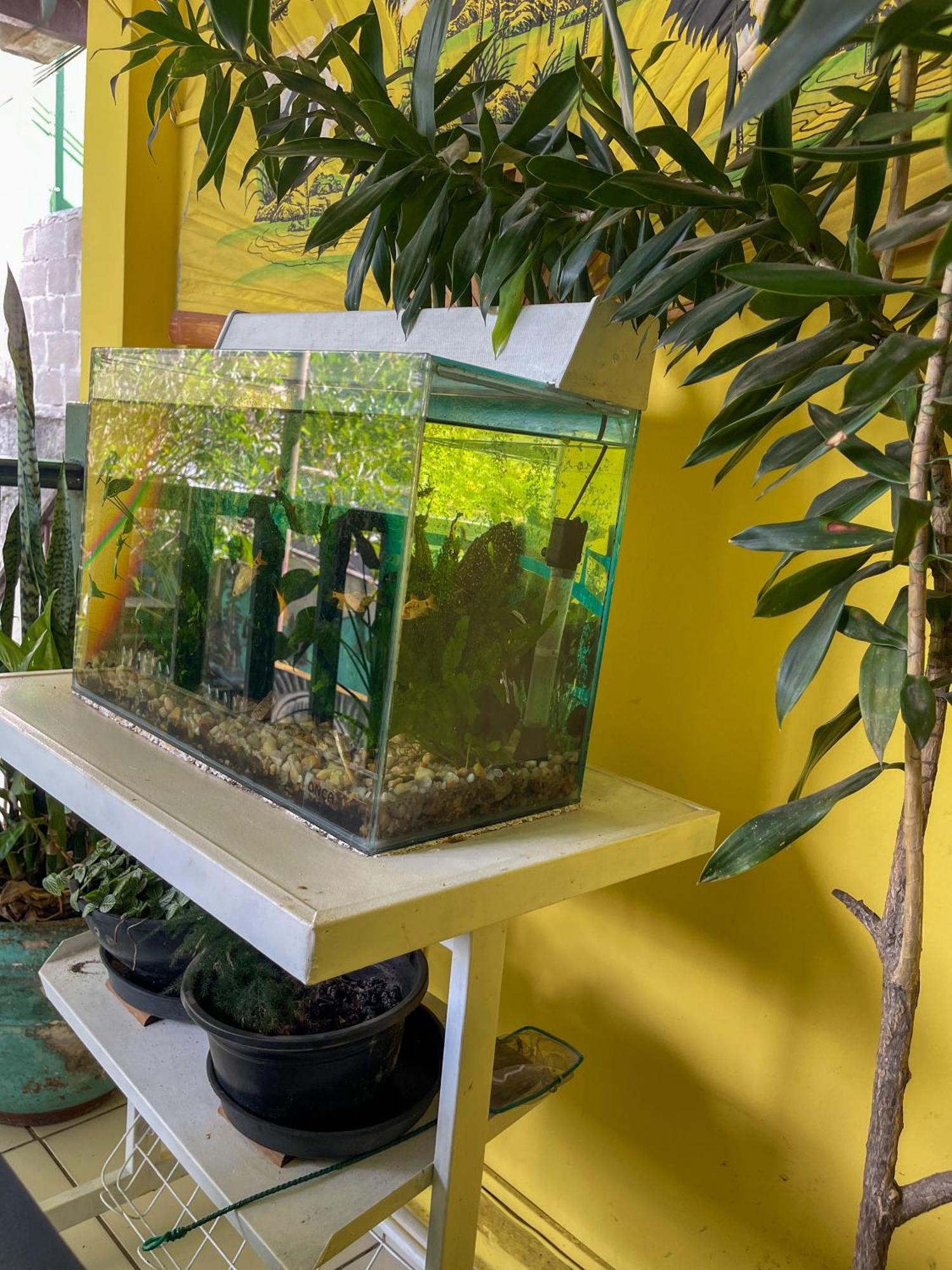 Onca Da Praia Hostel Vitória Dış mekan fotoğraf